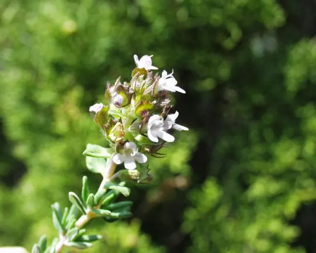 French Thyme (Thymus Vulgaris 'French') — Thymus vulgaris 'French' is a highly aromatic perennial; hardy in USDA zones 5-9, French Thyme thrives in full sun