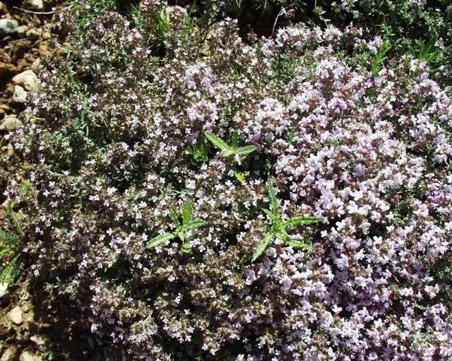 French Thyme (Thymus Vulgaris 'French') — It forms a low-growing, bushy mound, reaching about 12 inches in height and spreading up to 18 inches; the plant