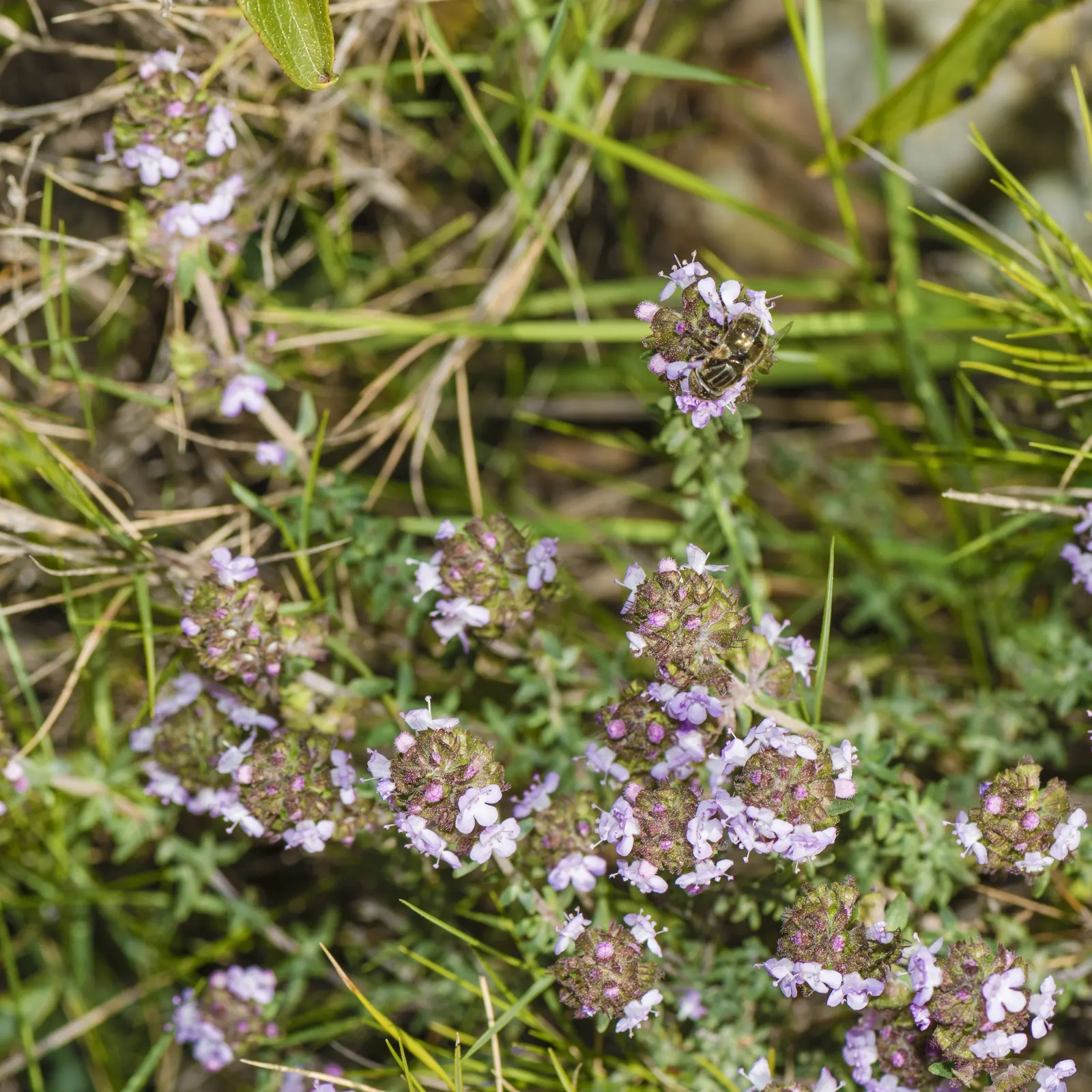 French Thyme (Thymus Vulgaris 'French') — Hardy in USDA zones 5-9, French Thyme thrives in full sun and well-drained soil