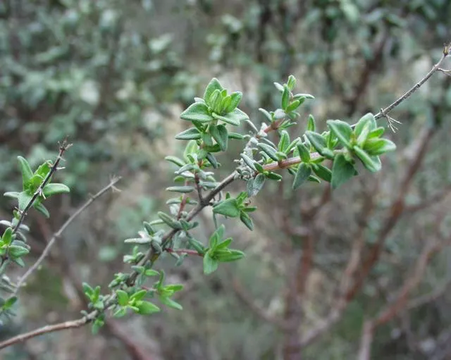 French Thyme (Thymus Vulgaris 'French') — Thymus vulgaris 'French' is a highly aromatic perennial