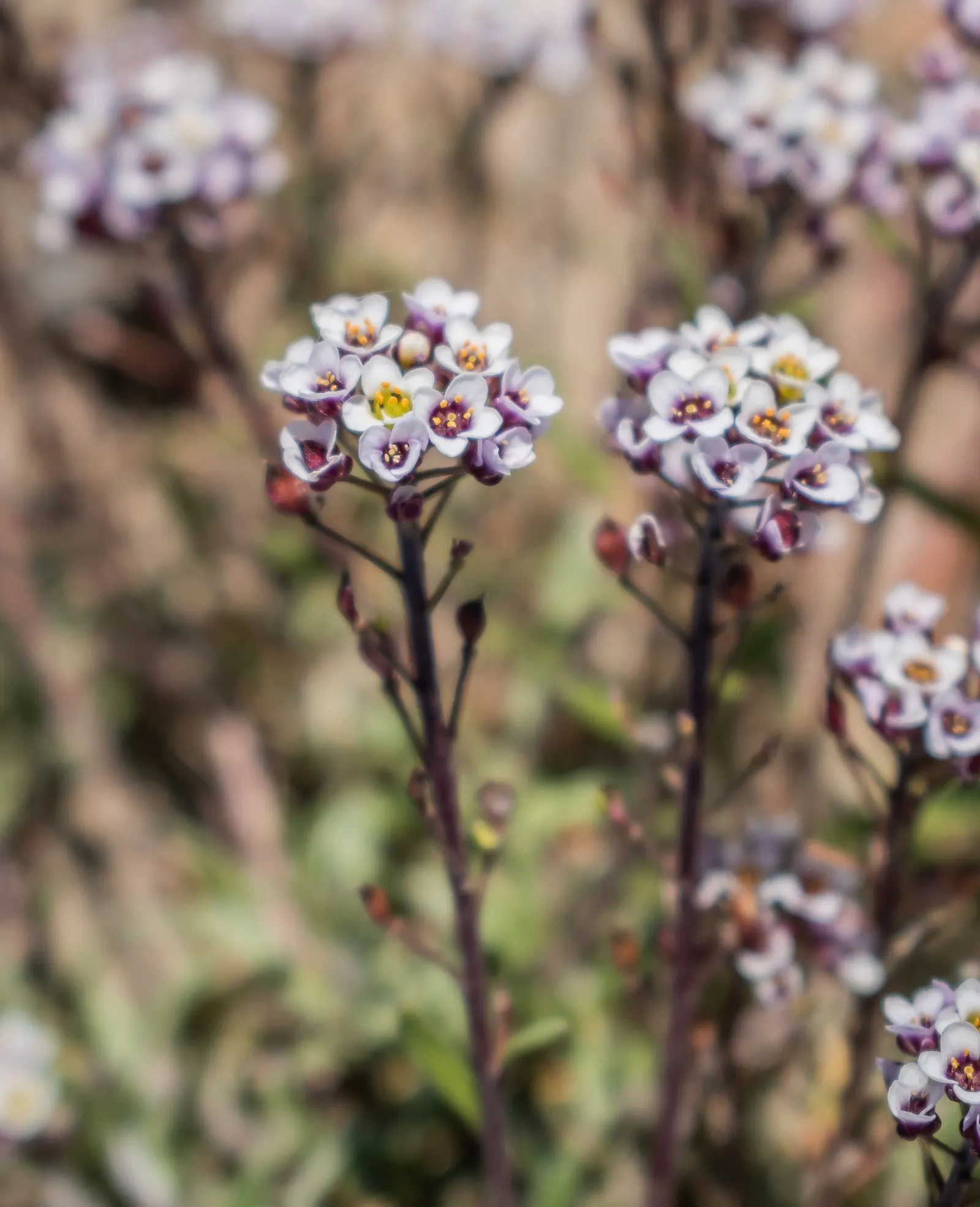 French Thyme (Thymus Vulgaris 'French') — shrubby mound well-suited for borders