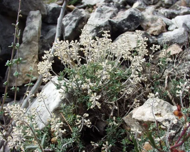 French Thyme (Thymus Vulgaris 'French') — Hardy in USDA zones 5-9, French Thyme thrives in full sun and well-drained soil; thymus vulgaris 'French' serves as a