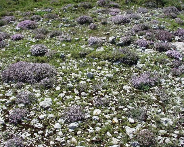 French Thyme (Thymus Vulgaris 'French') — is a highly esteemed culinary herb native to Southern Europe; and light pruning after flowering to maintain its