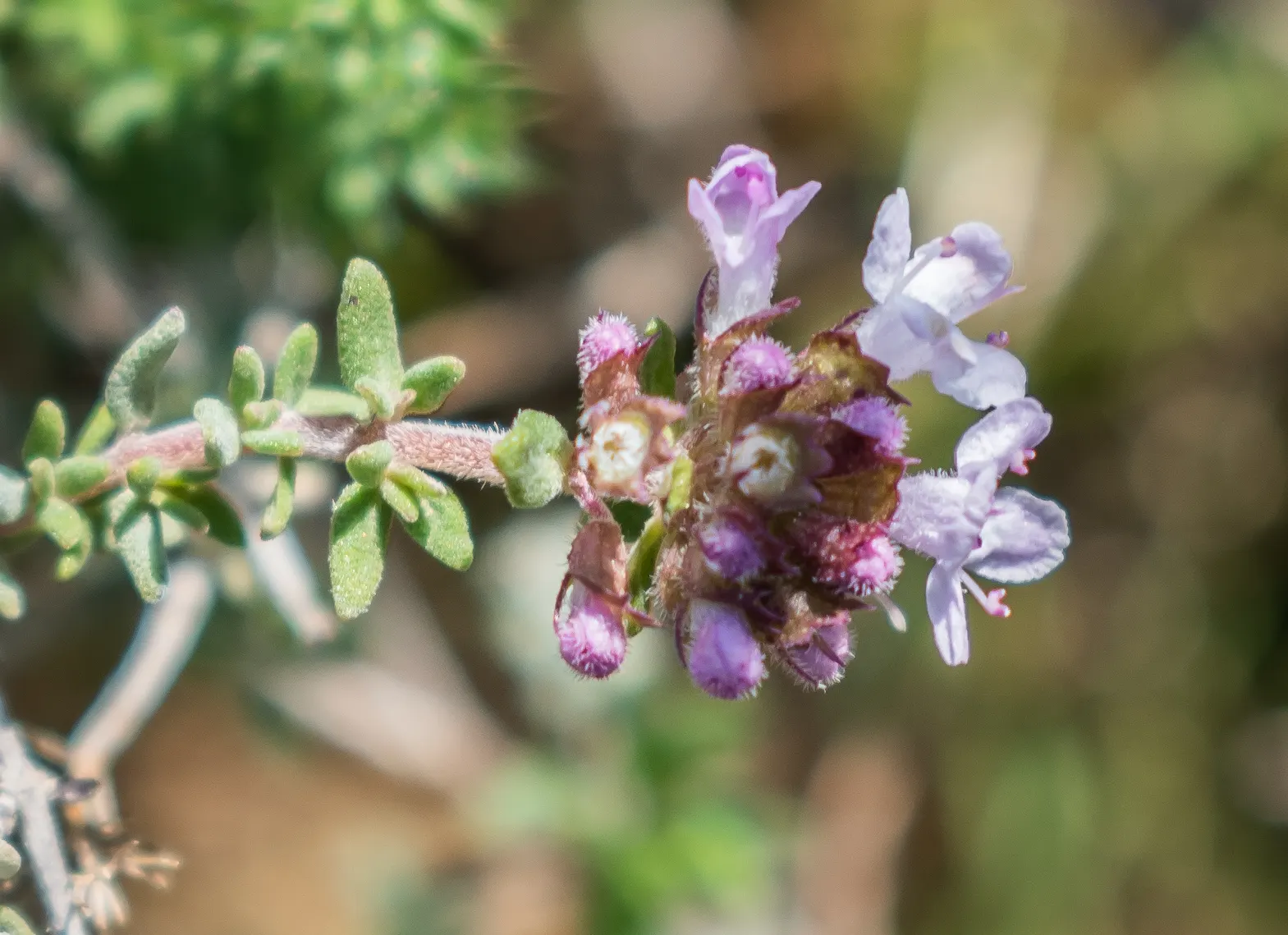 French Thyme (Thymus Vulgaris 'French') — or as a fragrant ground cover
