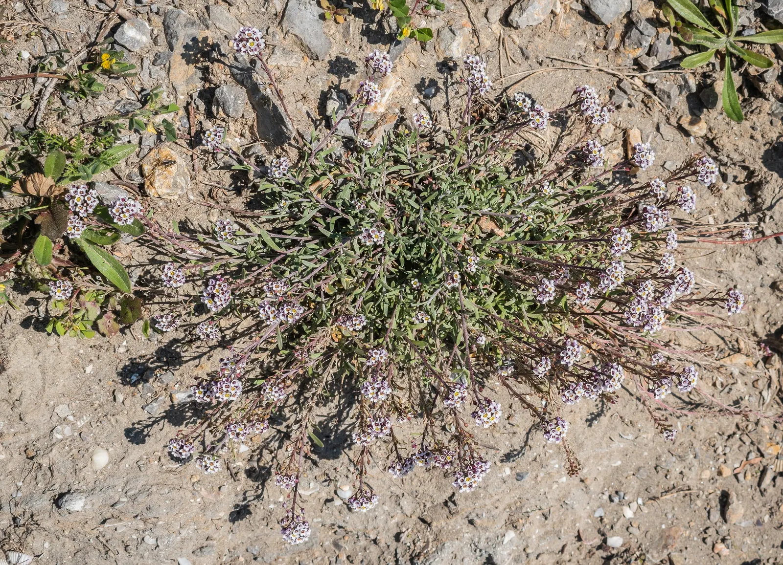 French Thyme (Thymus Vulgaris 'French') — is a highly esteemed culinary herb native to Southern Europe