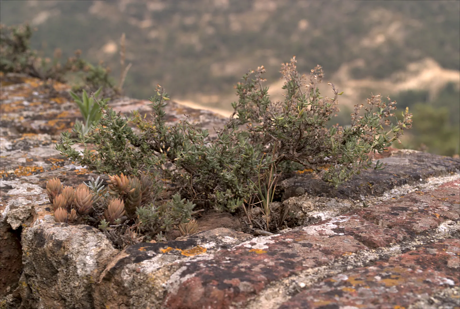 French Thyme (Thymus Vulgaris 'French') — In the late spring to early summer