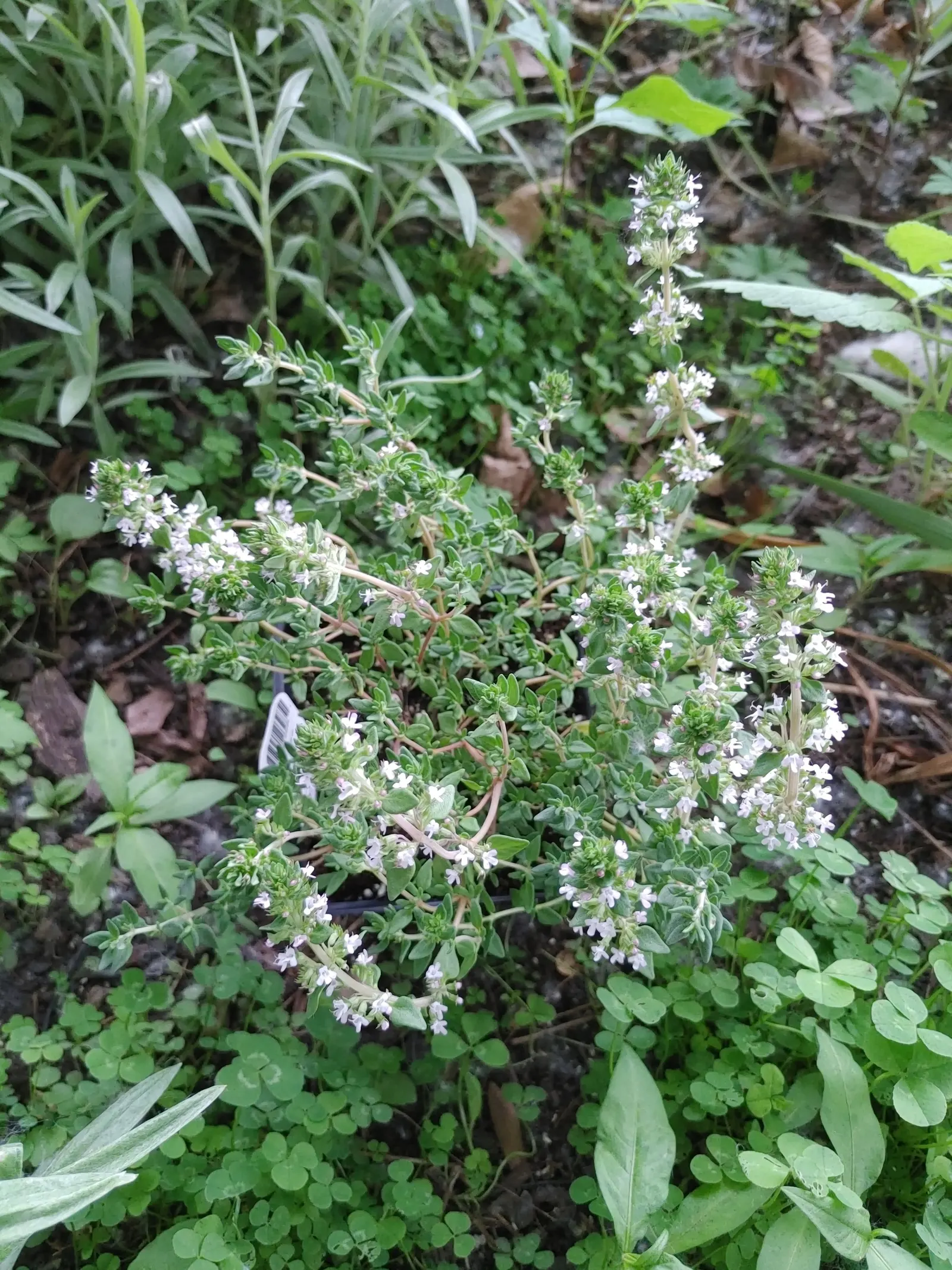French Thyme (Thymus Vulgaris 'French') — It grows to a mature height of 6 to 12 inches