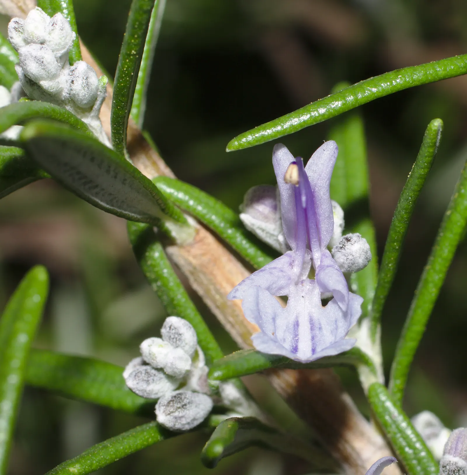 French Thyme (Thymus Vulgaris 'French') — Thymus vulgaris 'French' serves as a resilient