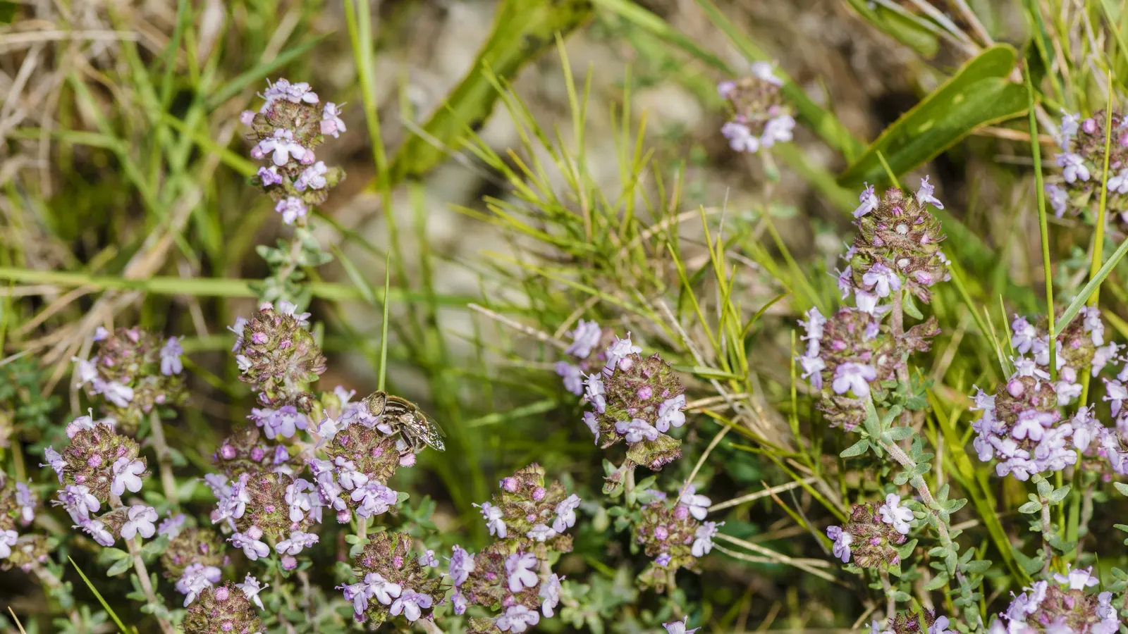 French Thyme (Thymus Vulgaris 'French') — it attracts bees and is drought-tolerant once established