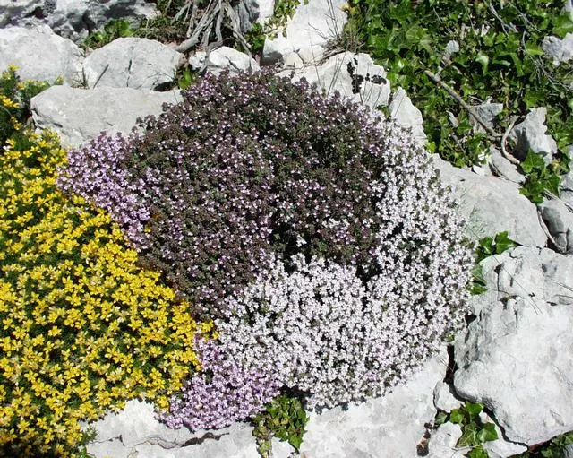 French Thyme (Thymus Vulgaris 'French') — and aesthetic addition to any garden
