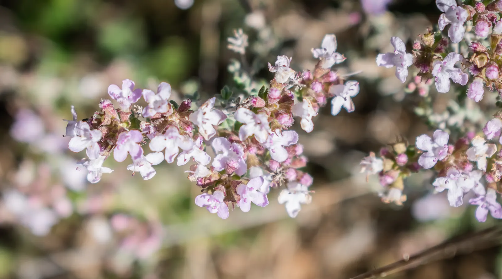 French Thyme (Thymus Vulgaris 'French') — When educating clients about this plant