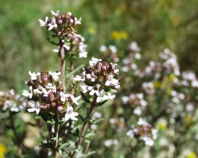 French Thyme (Thymus Vulgaris 'French') — pink and purple flowers in the garden