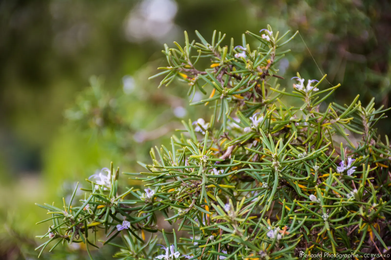 French Thyme (Thymus Vulgaris 'French') — stress the importance of occasional watering during dry spells