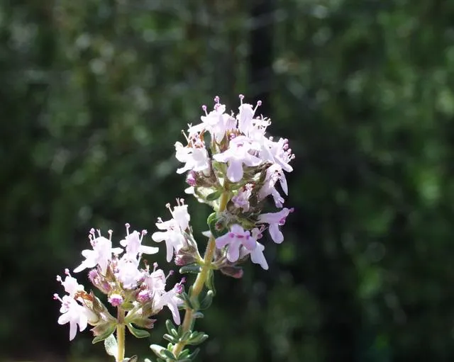 French Thyme (Thymus Vulgaris 'French') — It grows to a mature height of 6 to 12 inches; in the late spring to early summer