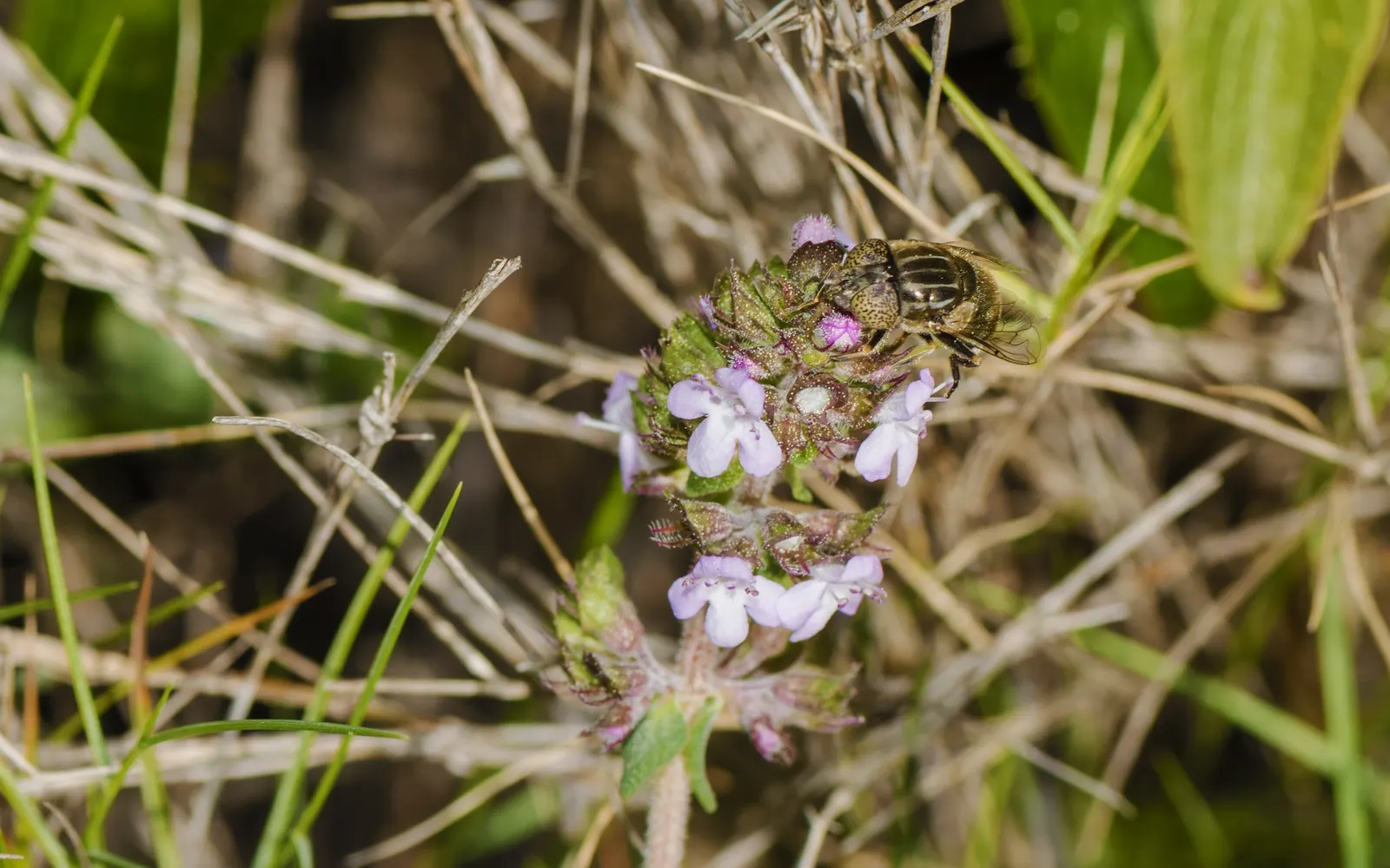 French Thyme (Thymus Vulgaris 'French') — offering year-round interest due to its evergreen nature