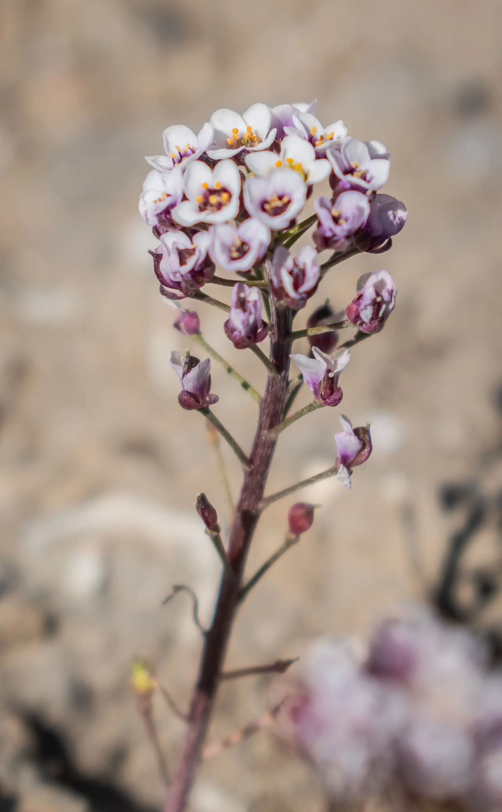 French Thyme (Thymus Vulgaris 'French') — <br><br>French Thyme boasts narrow