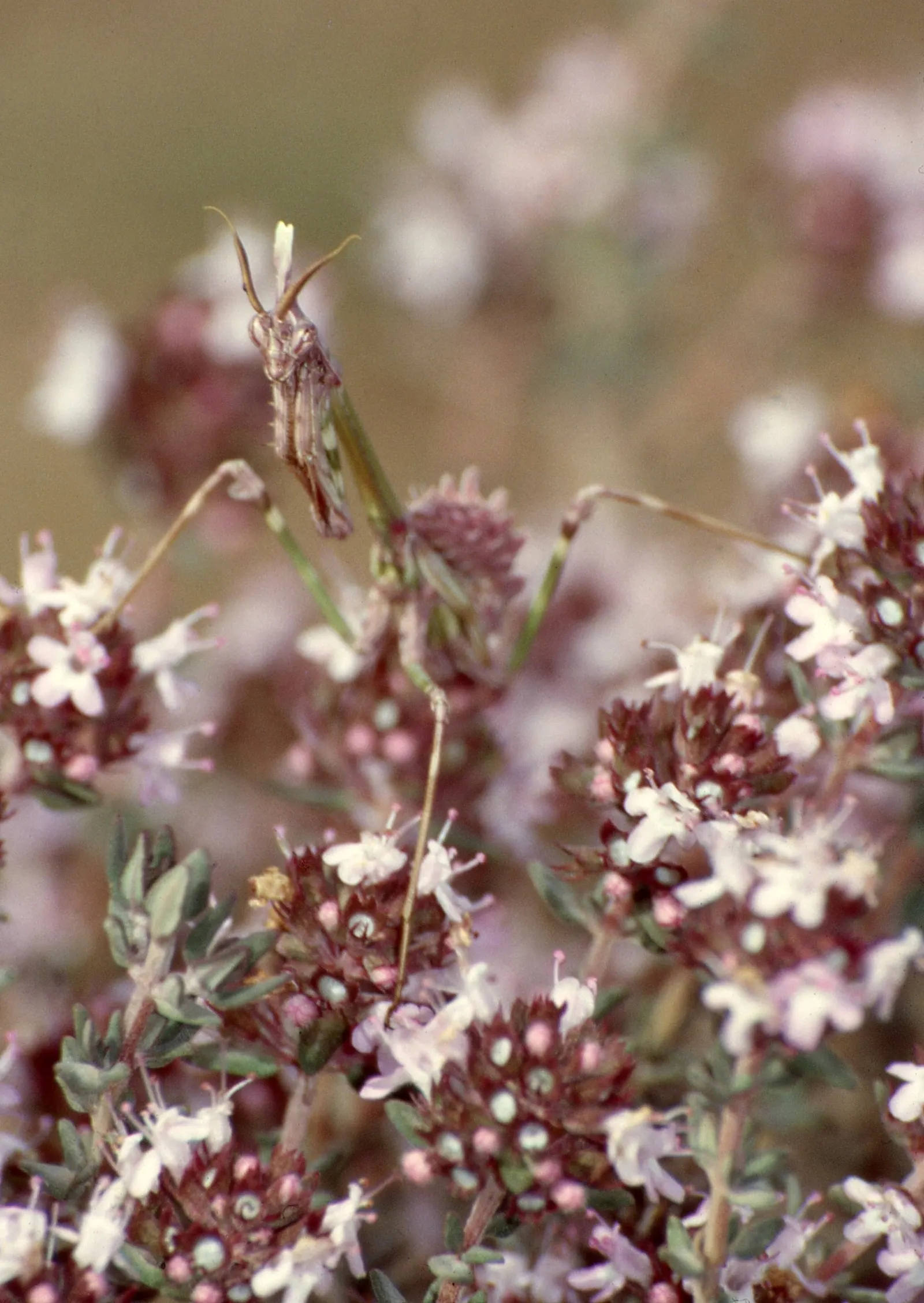 French Thyme (Thymus Vulgaris 'French') — gray-green foliage and pale pink flowers