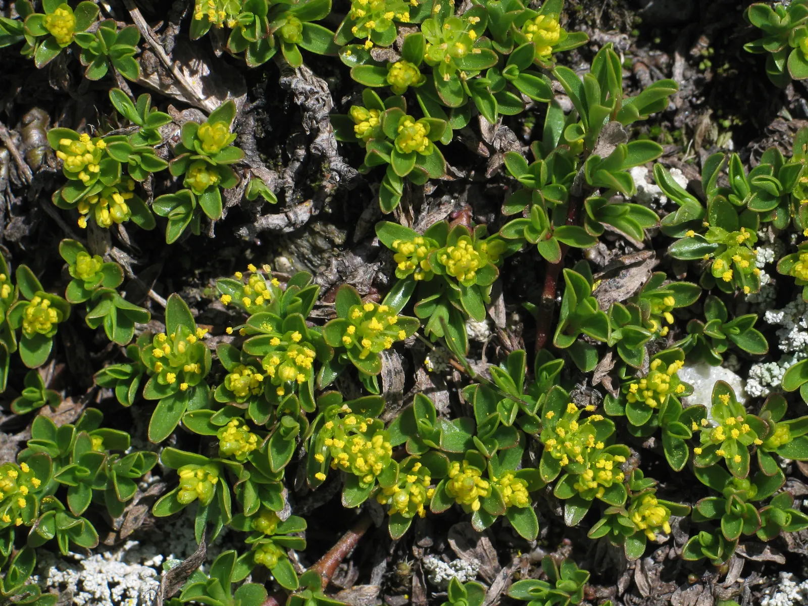 French Thyme (Thymus Vulgaris 'French') — It pairs exceptionally well with a variety of dishes, from meats to vegetables