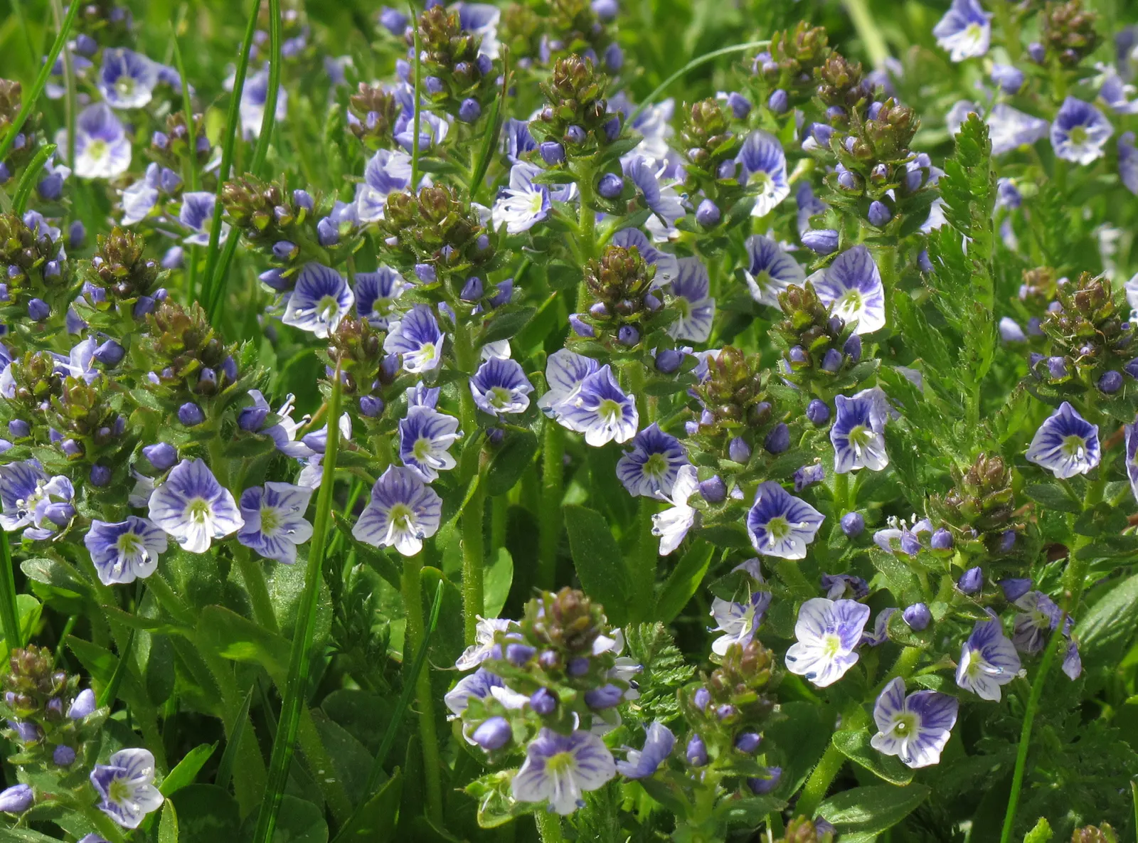 French Thyme (Thymus Vulgaris 'French') — offering year-round interest due to its evergreen nature; this perennial plant is both ornamental and practical in