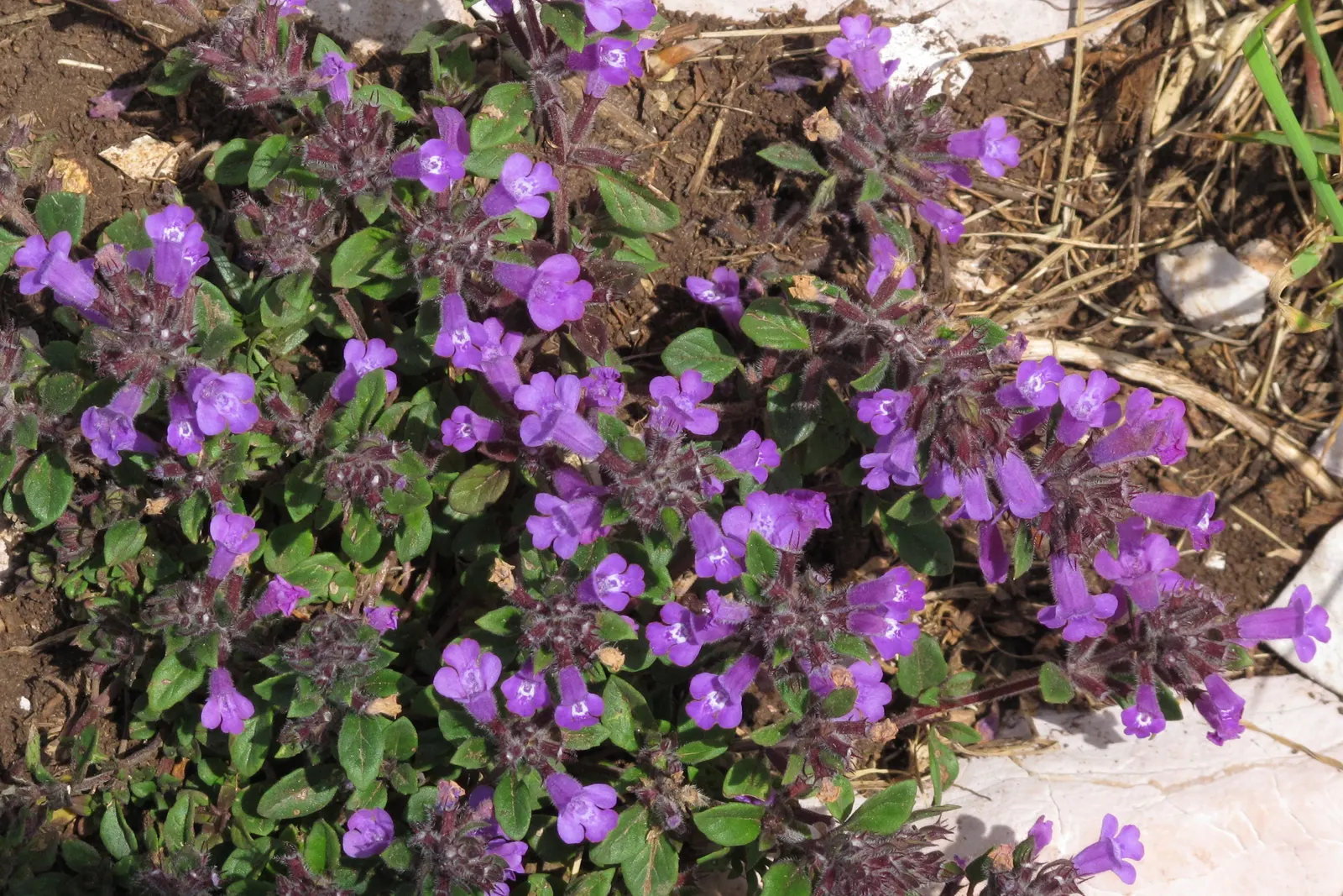 French Thyme (Thymus Vulgaris 'French') — It forms a low-growing, bushy mound, reaching about 12 inches in height and spreading up to 18 inches