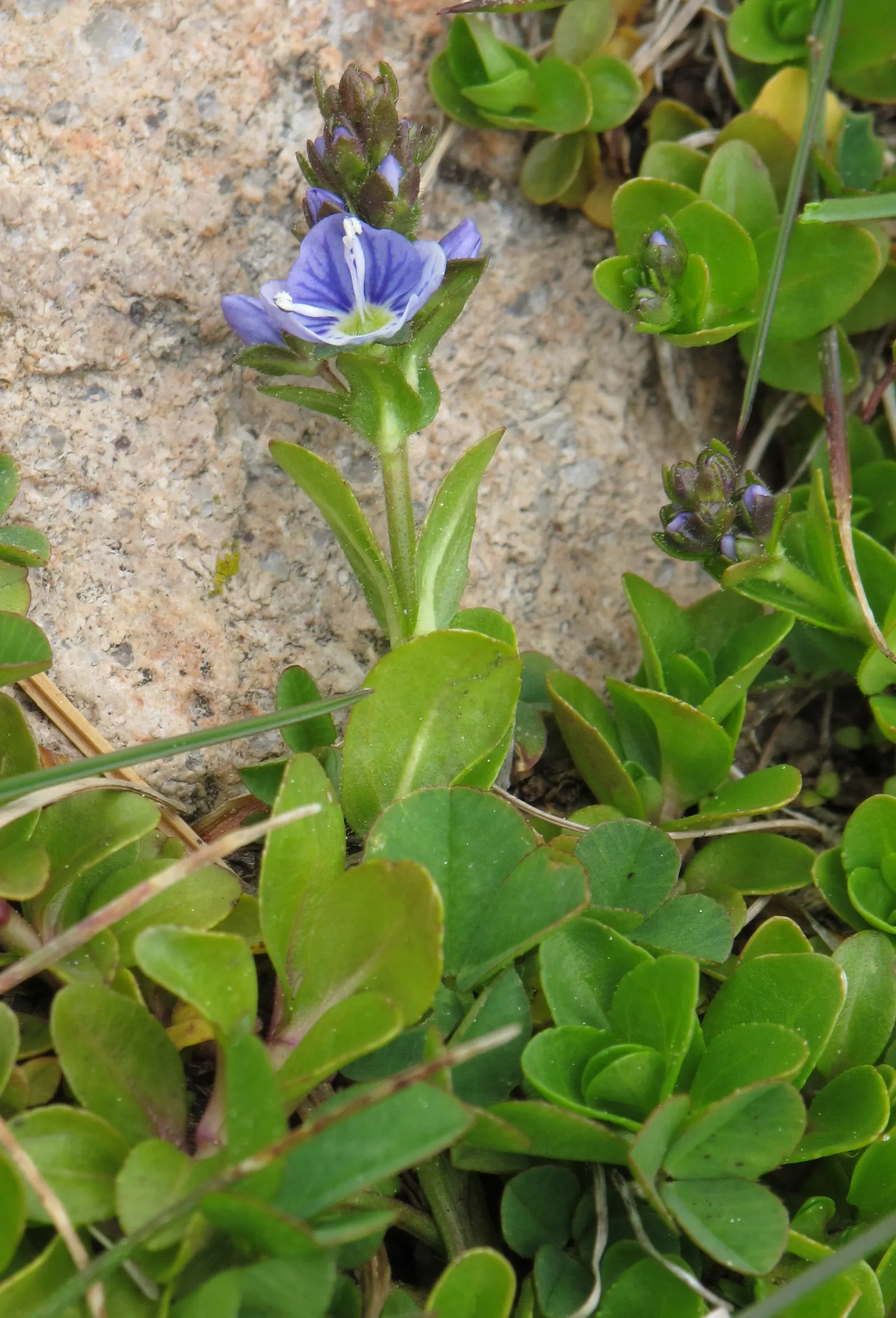 French Thyme (Thymus Vulgaris 'French') — This perennial plant is both ornamental and practical in landscape design; gray-green foliage and pale pink flowers