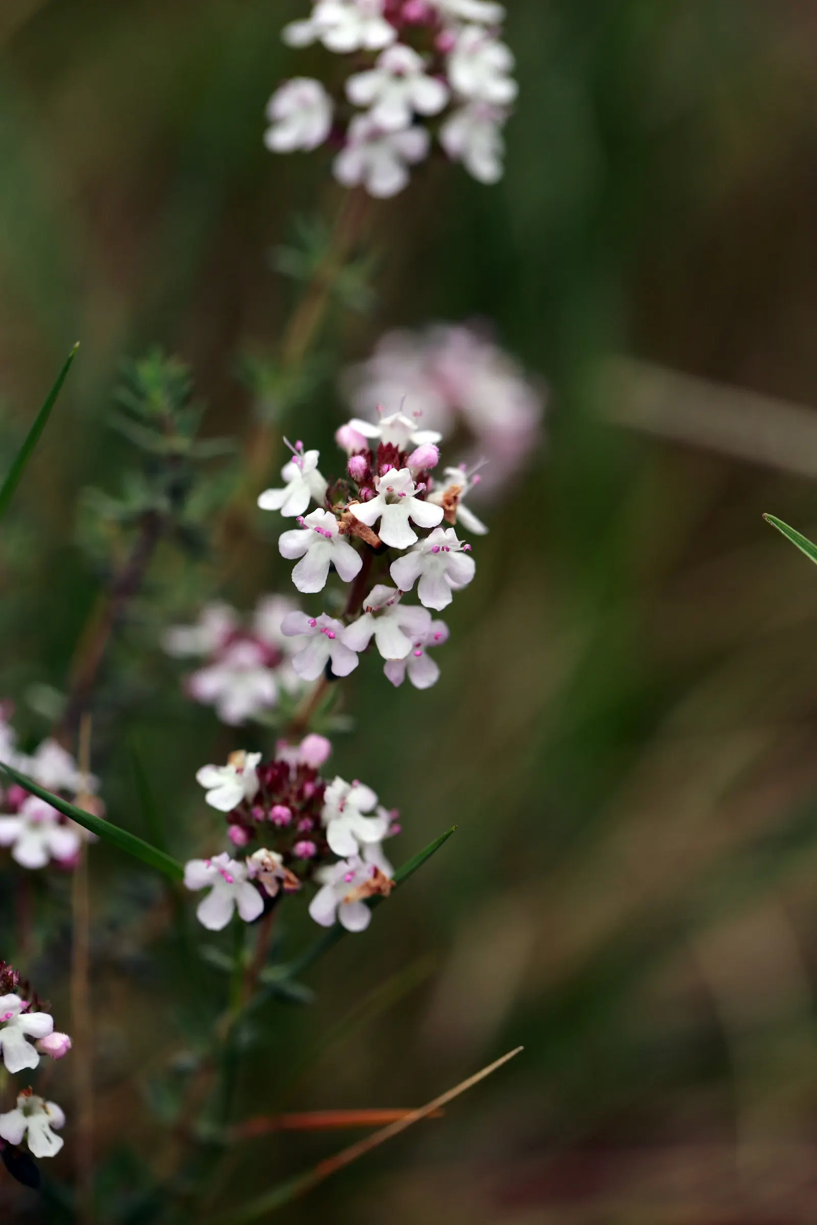 French Thyme (Thymus Vulgaris 'French') — or as a fragrant ground cover; it forms a low-growing, bushy mound, reaching about 12 inches in height and spreading
