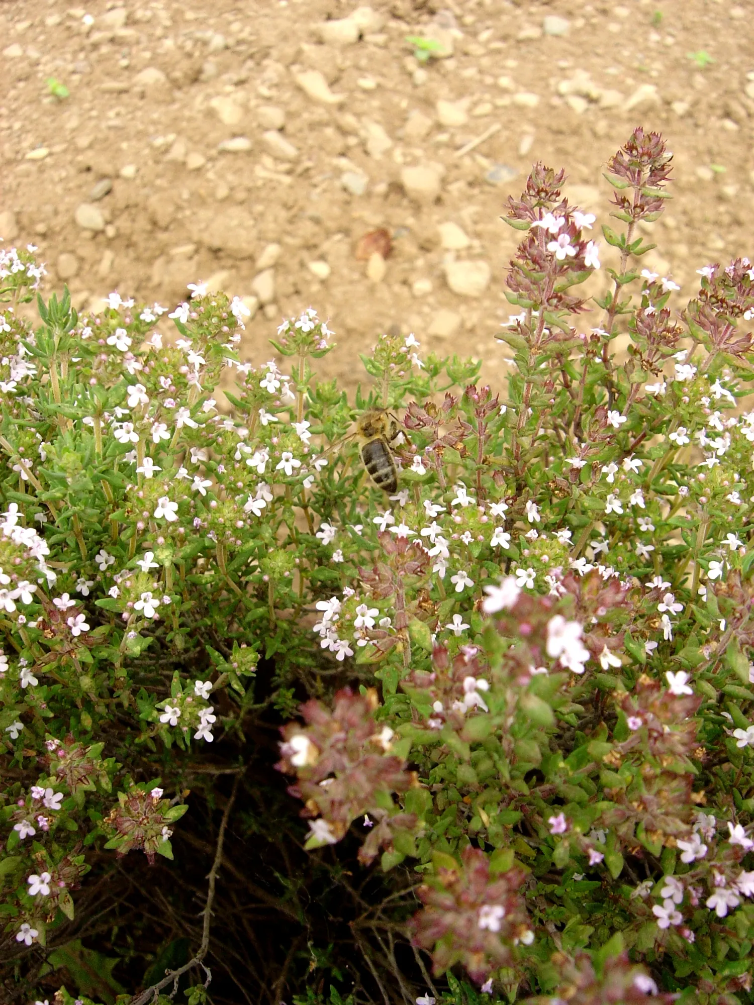 French Thyme (Thymus Vulgaris 'French') — releasing a delightful scent when brushed against