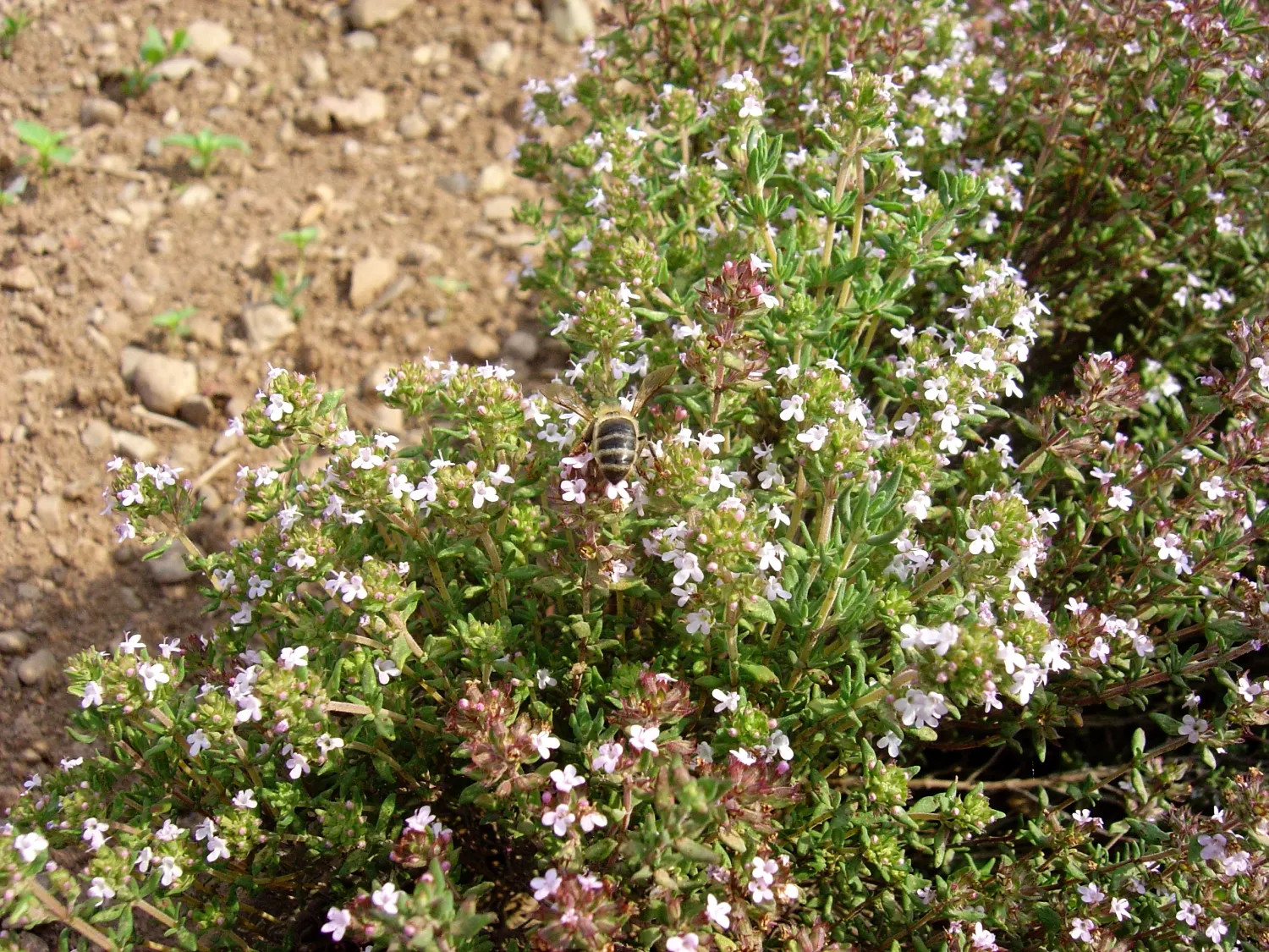 French Thyme (Thymus Vulgaris 'French') — often referred to as French Thyme