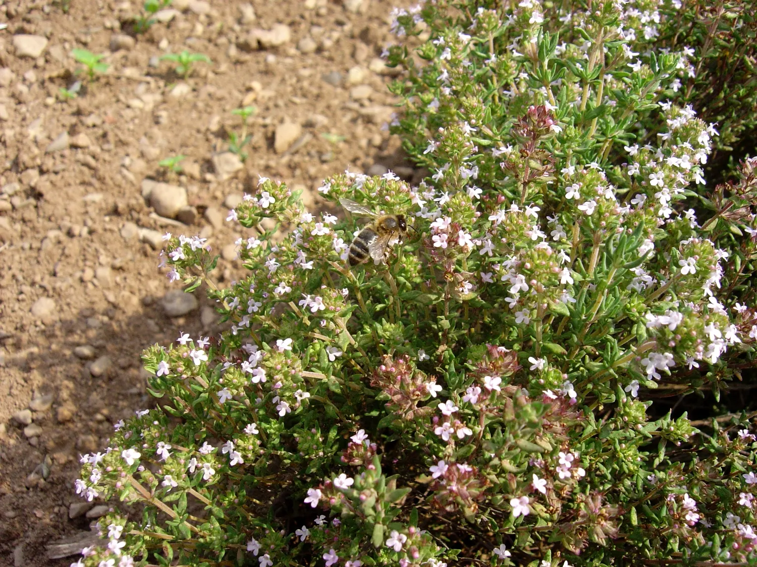 French Thyme (Thymus Vulgaris 'French') — making it a hardy specimen in USDA hardiness zones 5 through 9.<br><br>Ideal for culinary use