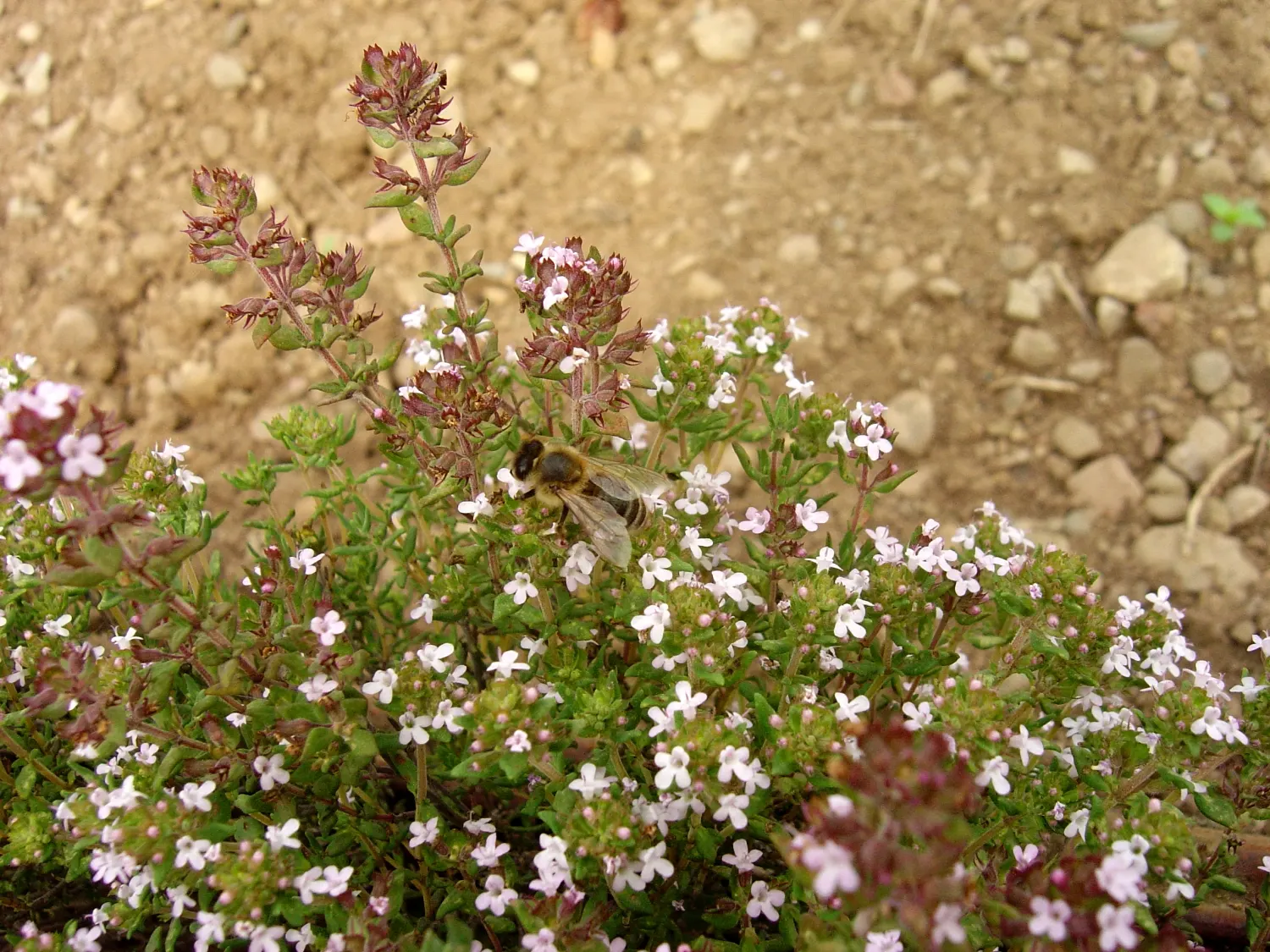 French Thyme (Thymus Vulgaris 'French') — pale lavender to white flowers which attract pollinators to the garden while providing subtle color variation