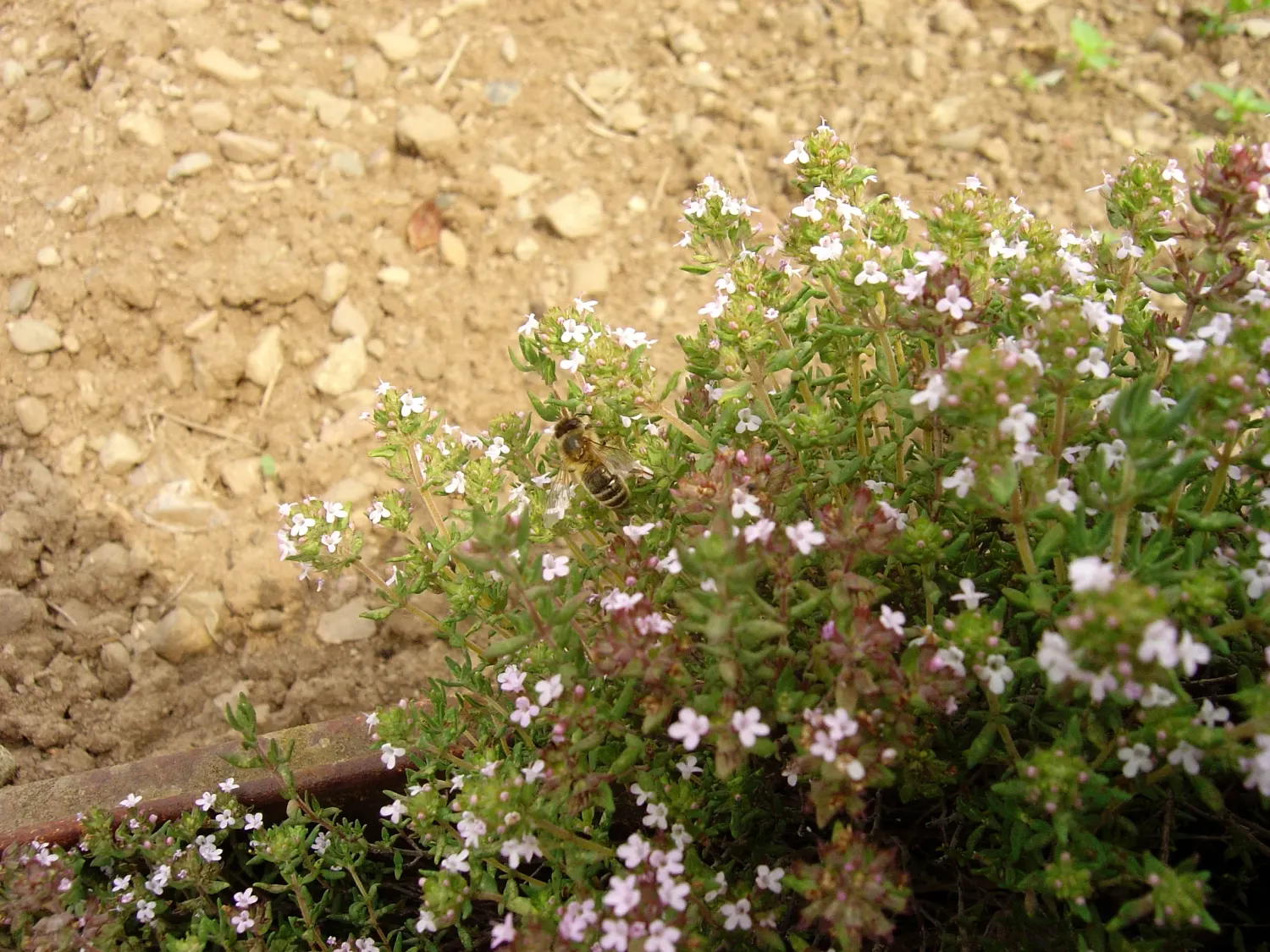 French Thyme (Thymus Vulgaris 'French') — perennial with pink and purple blooms