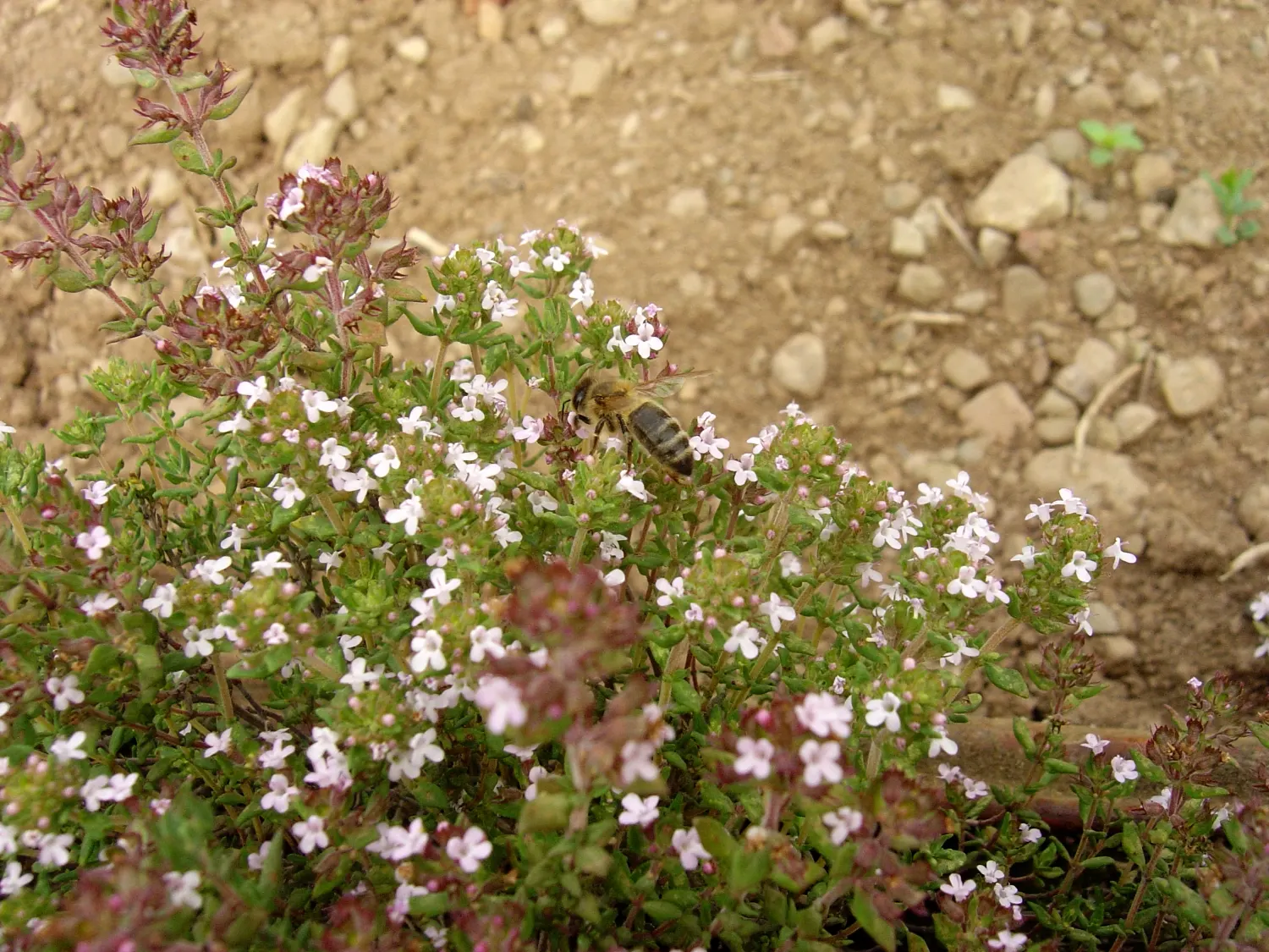 French Thyme (Thymus Vulgaris 'French') — This perennial plant is both ornamental and practical in landscape design