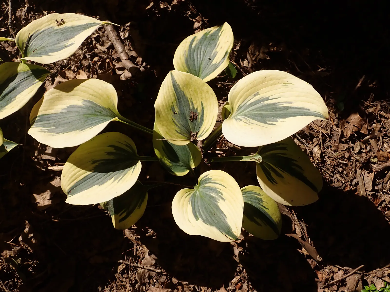 Autumn Frost Hosta (Hosta 'Autumn Frost') — Hosta 'Autumn Frost' is a perennial plant