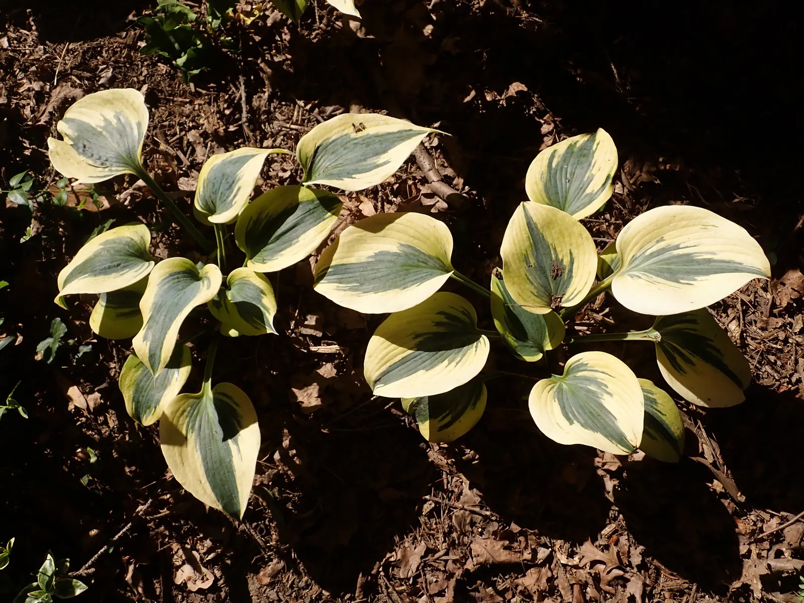 Autumn Frost Hosta (Hosta 'Autumn Frost') — showcasing a 12-inch tall and 24-inch wide clump of thick