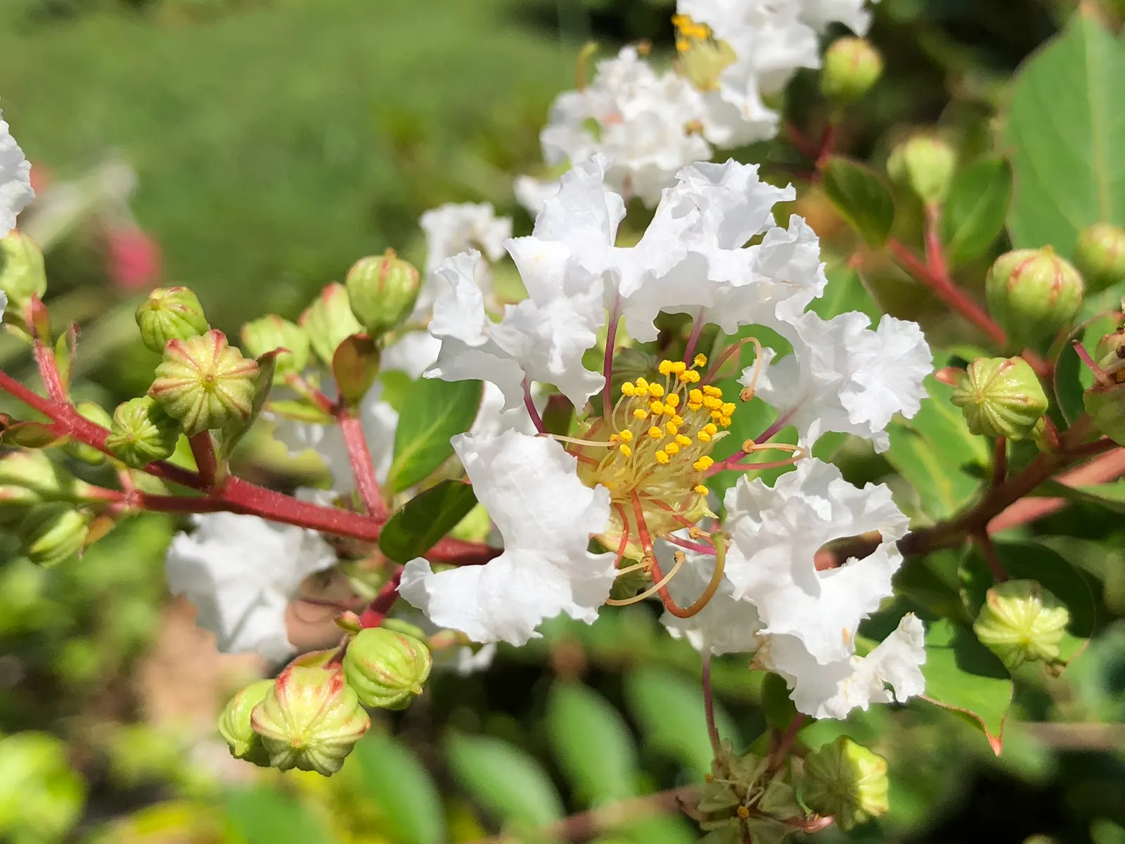 Acoma Crape Myrtle (Lagerstroemia Indica 'Acoma') — Prefers full sun and well-drained soil