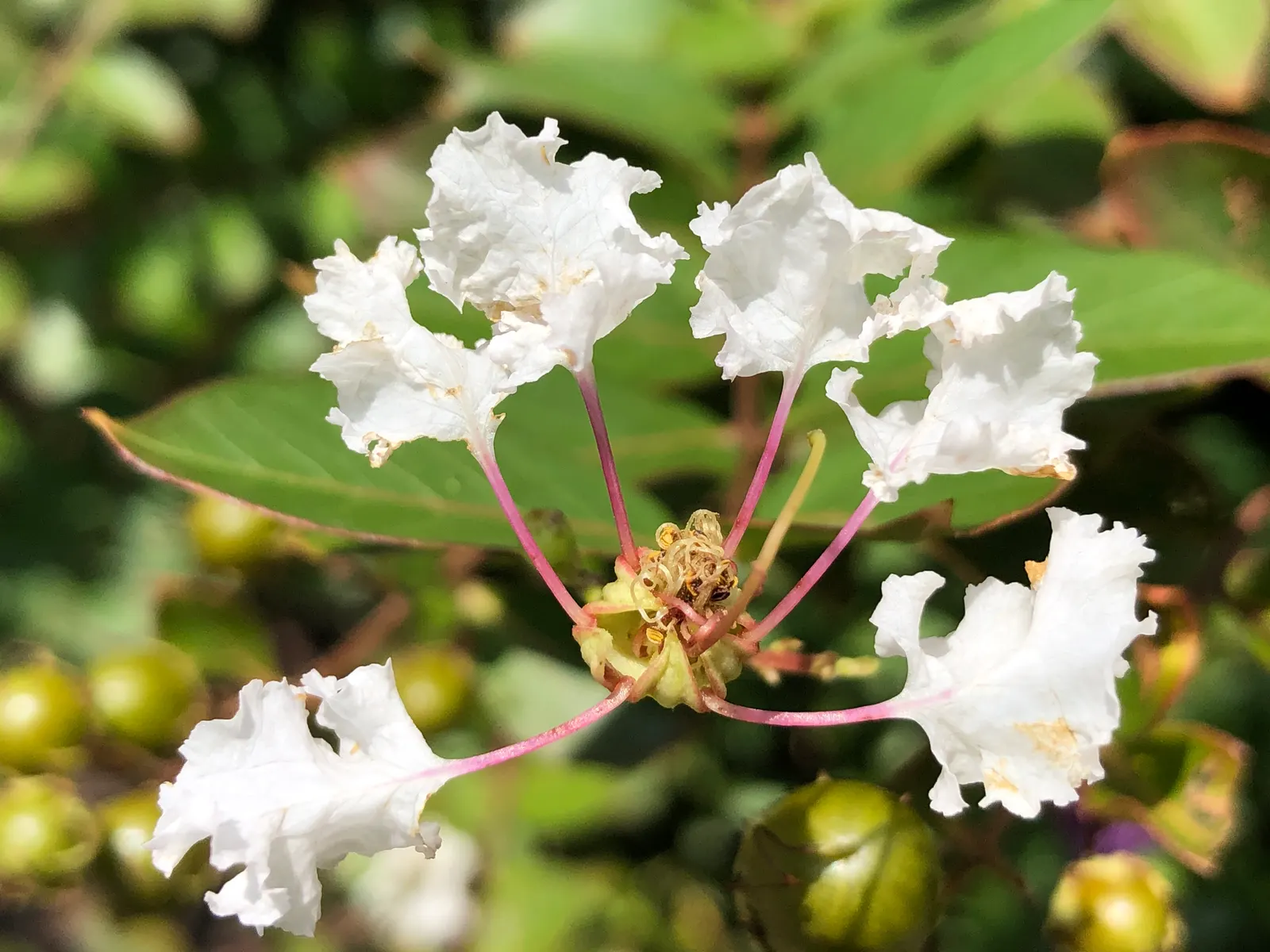 Acoma Crape Myrtle (Lagerstroemia Indica 'Acoma') — deciduous tree reaching 10 feet in height and 12 feet in width