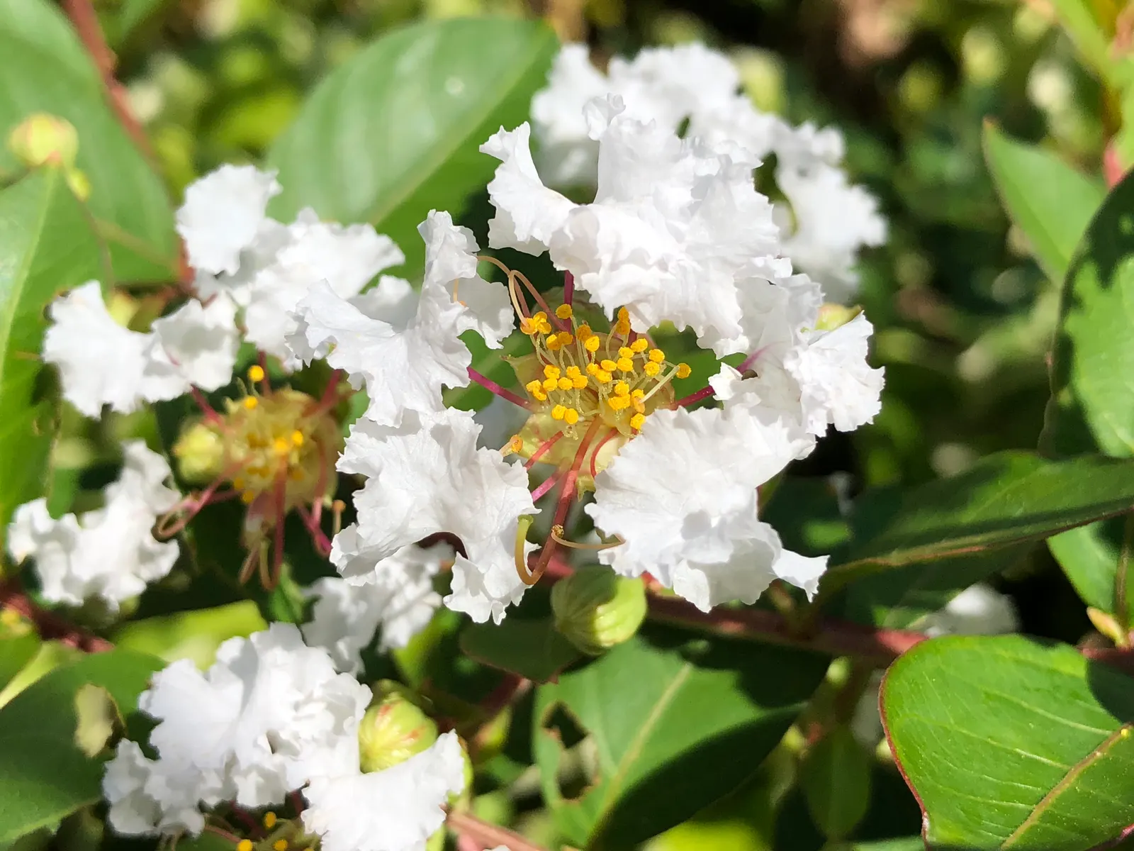 Acoma Crape Myrtle (Lagerstroemia Indica 'Acoma') — Drought and mildew resistant, it's an ideal choice for accent planting in USDA zones 6-9