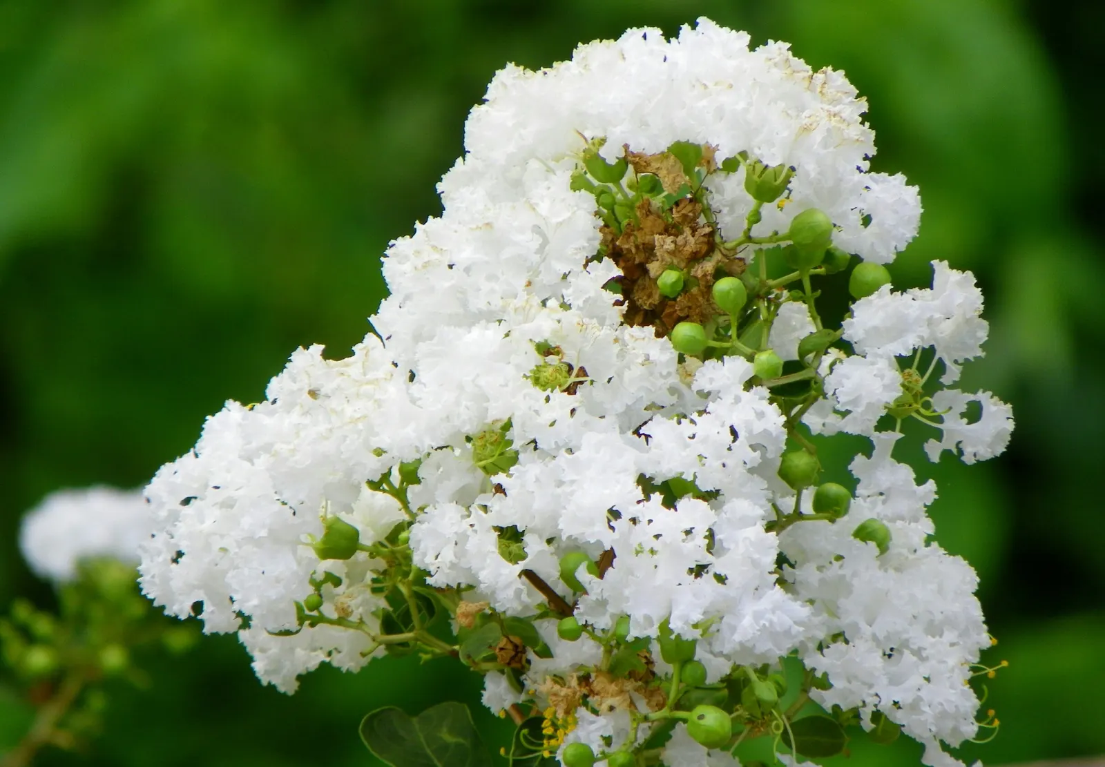 Acoma Crape Myrtle (Lagerstroemia Indica 'Acoma') — Growing to a mature height of approximately 10 to 12 feet with an equal spread
