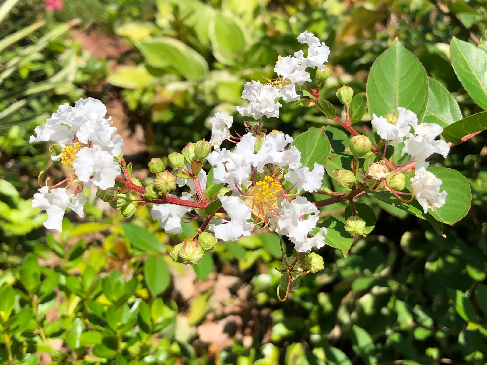 Acoma Crape Myrtle (Lagerstroemia Indica 'Acoma') — semi-dwarf deciduous tree