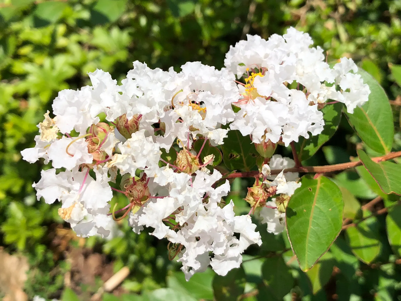 Acoma Crape Myrtle (Lagerstroemia Indica 'Acoma') — highly regarded for its abundant floral display and versatile landscaping use