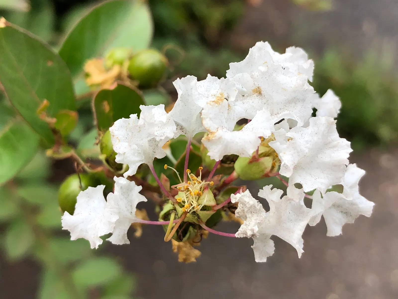 Acoma Crape Myrtle (Lagerstroemia Indica 'Acoma') — Its exfoliating bark and vibrant fall foliage offer year-round interest