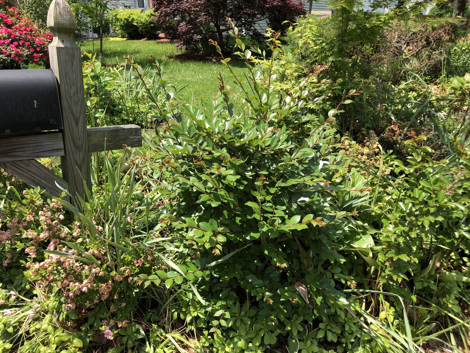 Acoma Crape Myrtle (Lagerstroemia Indica 'Acoma') — Known for its striking white blooms from late spring to fall, this hybrid exhibits a rounded, spreading
