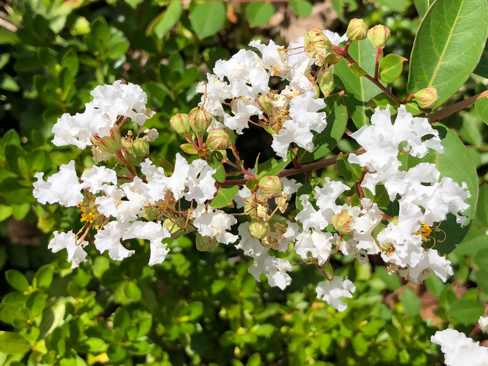 Acoma Crape Myrtle (Lagerstroemia Indica 'Acoma') — The Acoma Crape Myrtle (Lagerstroemia indica 'Acoma') is an eye-catching