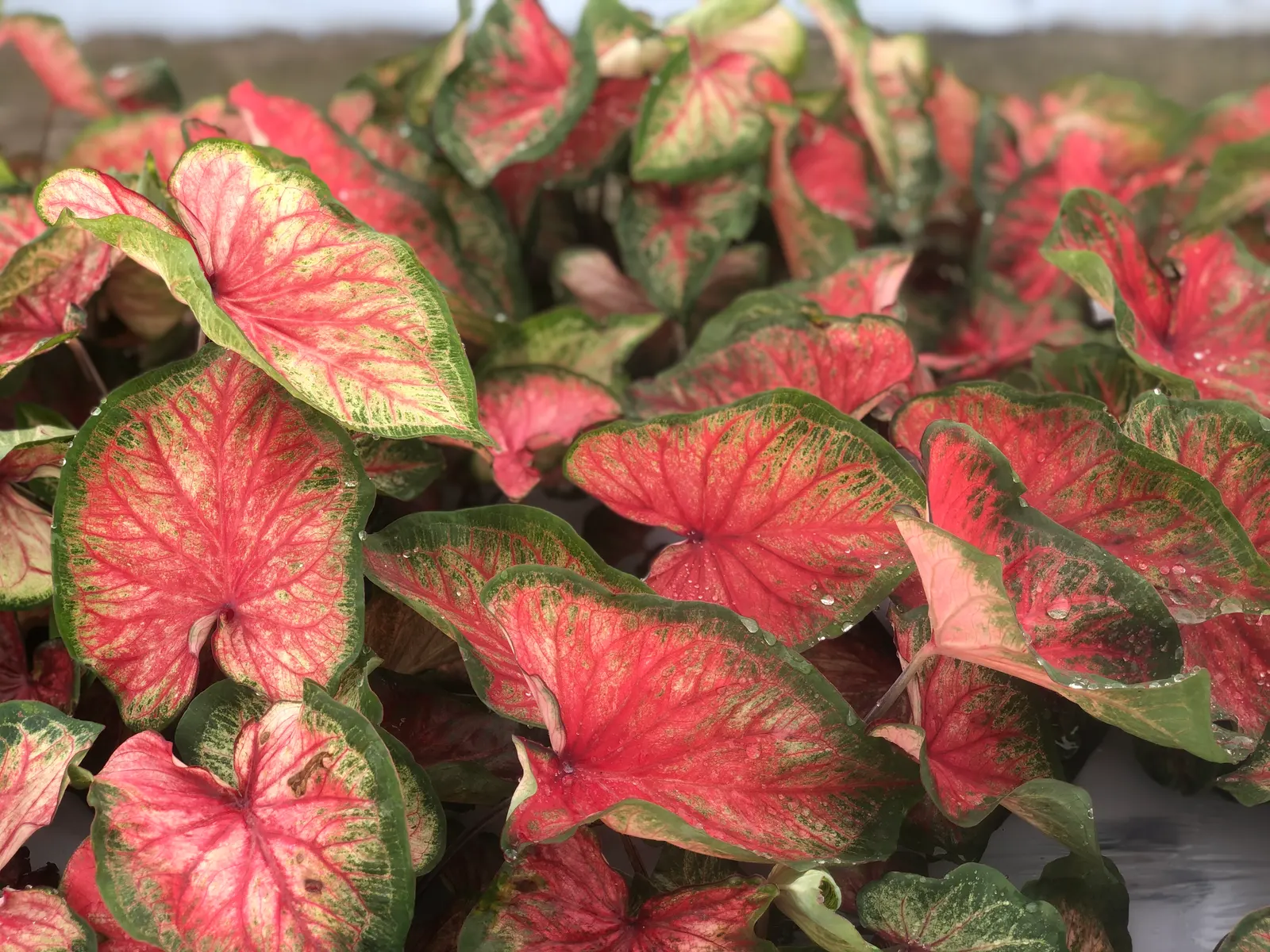 'Bold 'N Beautiful' Sun and Shade Caladium (Caladium hortulanum) — tropical presence and a remarkably versatile nature; well-drained soil and avoid allowing