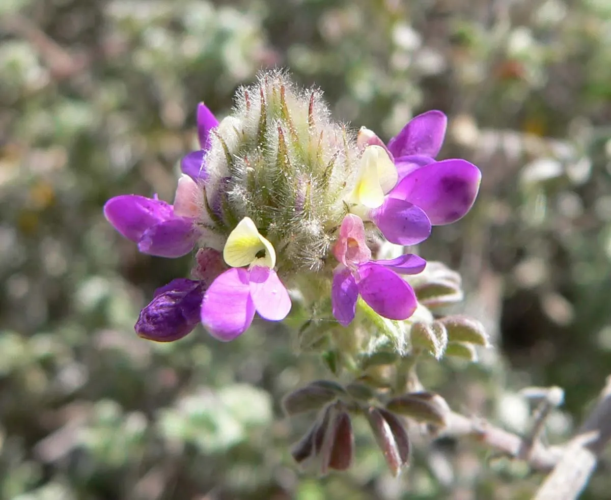 Trailing Indigo Bush (Dalea Greggii) — Prefers full sun and well-drained soils