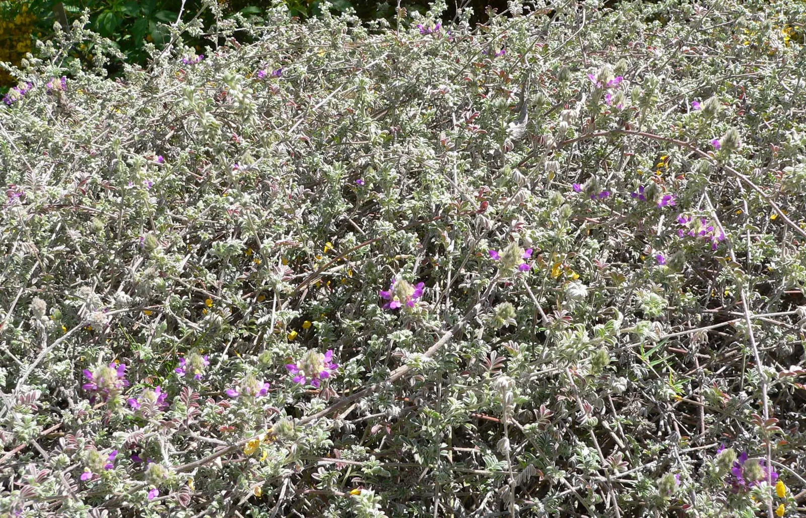 Trailing Indigo Bush (Dalea Greggii) — Trailing Indigo Bush (Dalea greggii) is an evergreen, drought-tolerant groundcover with a spread of 4-6 feet