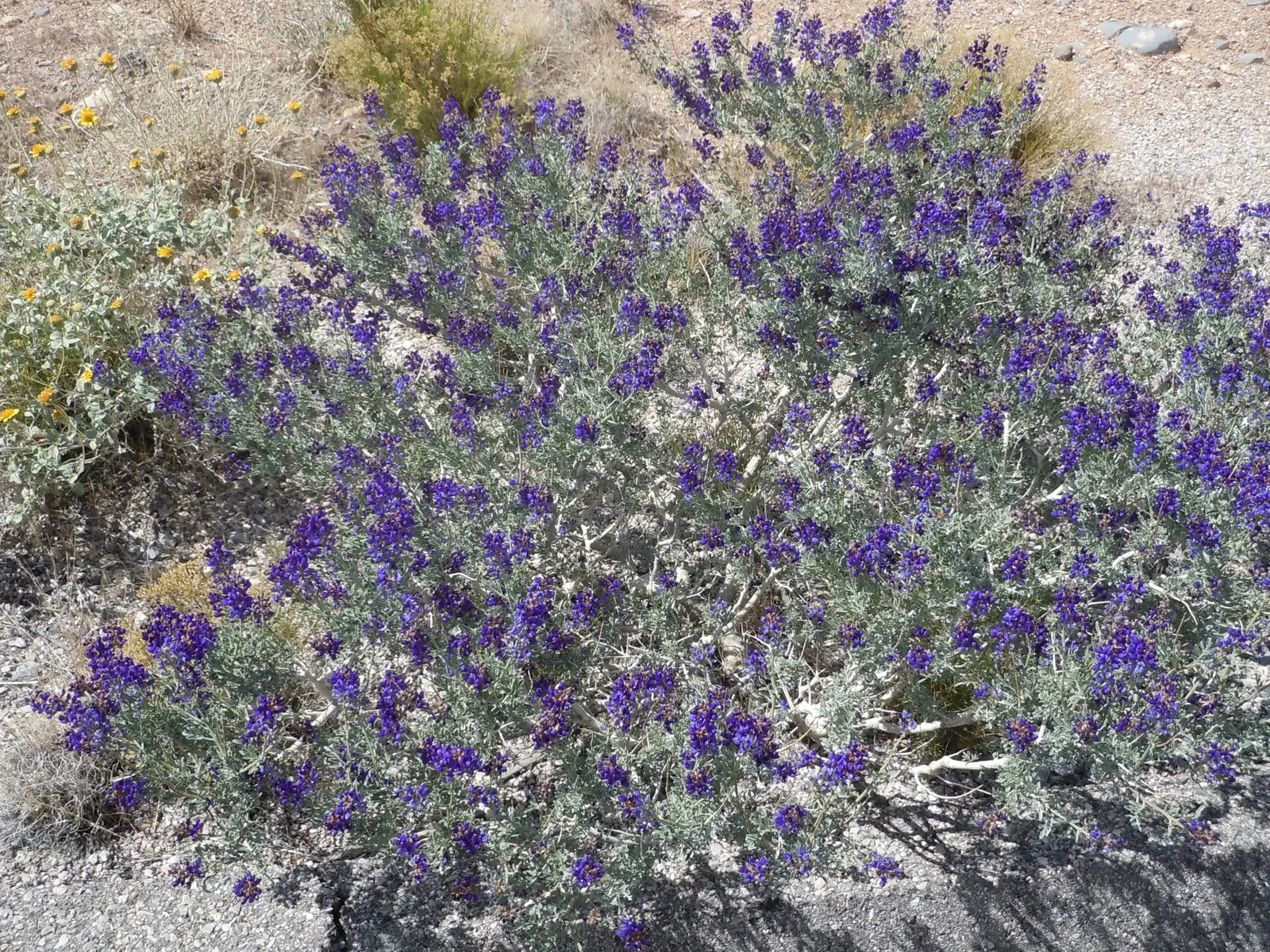 Trailing Indigo Bush (Dalea Greggii) — scientifically known as Dalea greggii