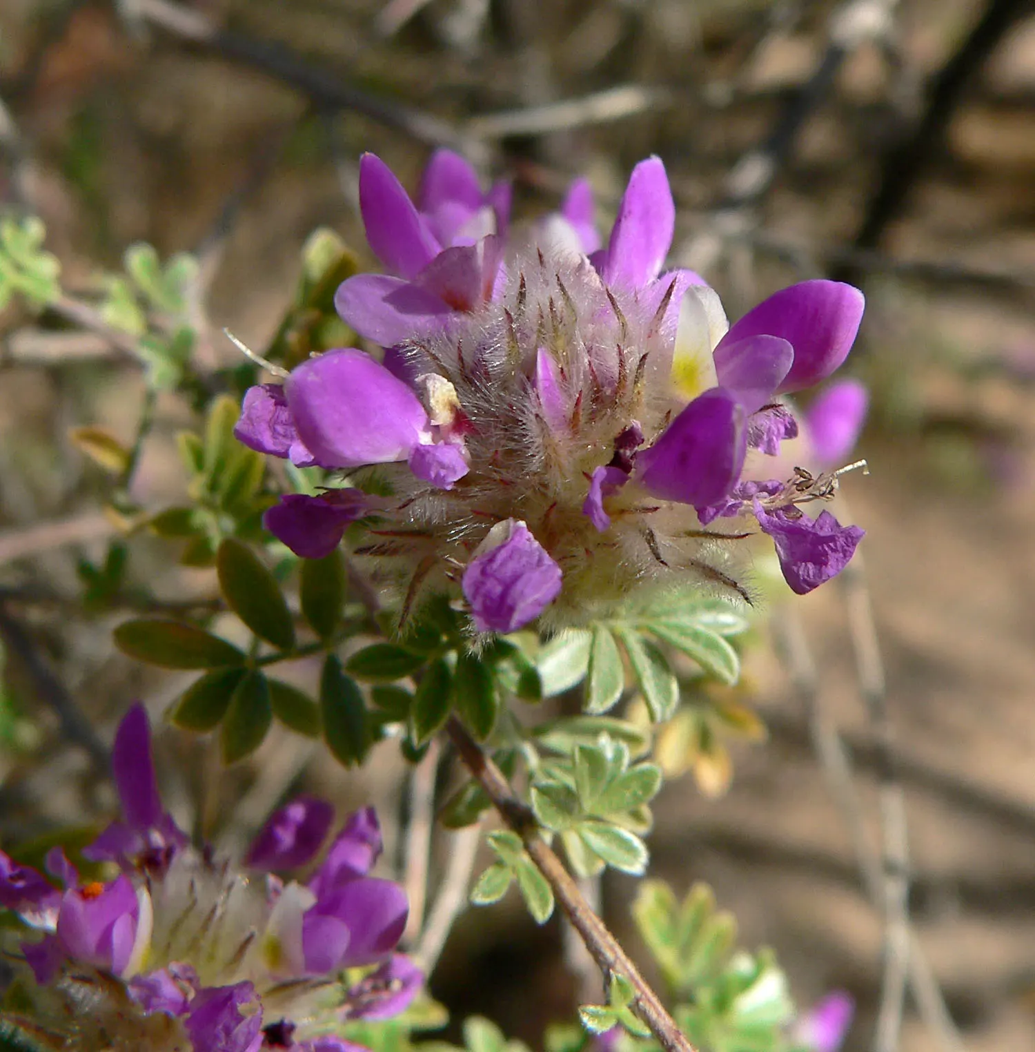 Trailing Indigo Bush (Dalea Greggii) — Mature height reaches about 1-2 feet