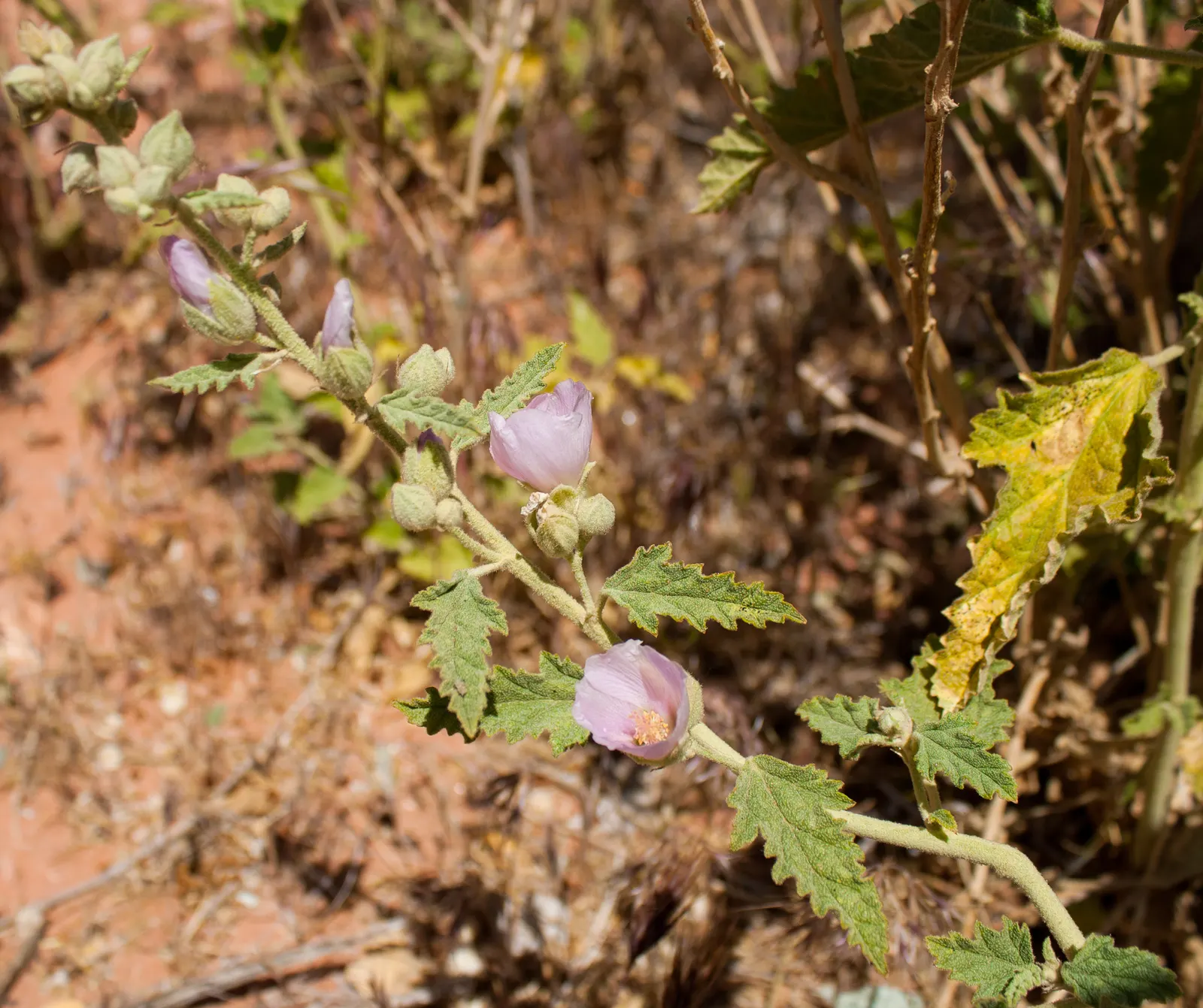 Trailing Indigo Bush (Dalea Greggii) — This perennial is native to desert regions