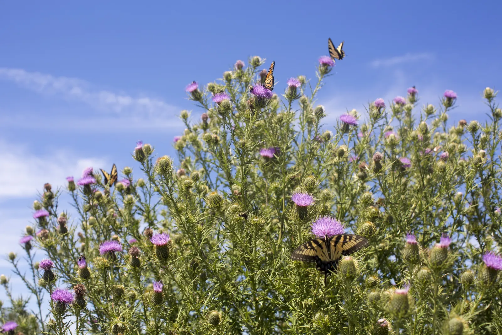 Trailing Indigo Bush (Dalea Greggii) — Ideal for rock gardens and desert landscapes, it adds texture and year-round interest